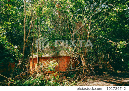 Abandoned House Overgrown With Trees And Vegetation In Chernobyl Resettlement Zone. Chornobyl Catastrophe Disasters. Dilapidated House In Belarusian Village. Whole Villages Must Be Disposed 101724742