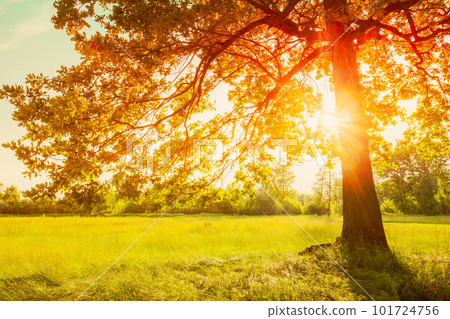 Autumn Fall Sunlight Sunshine Through Oak Forest Tree And Grass. Sunny Nature Wood Sunlight Background. Autumn Fall Sunlight Sunshine Through Oak Forest Tree And Grass. Sunny Nature Wood Sunlight Background. 101724756