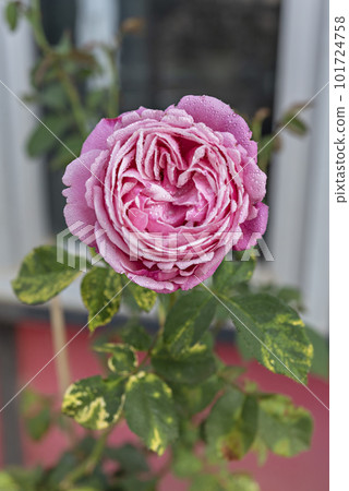 fresh pink rose flower in a garden 101724758