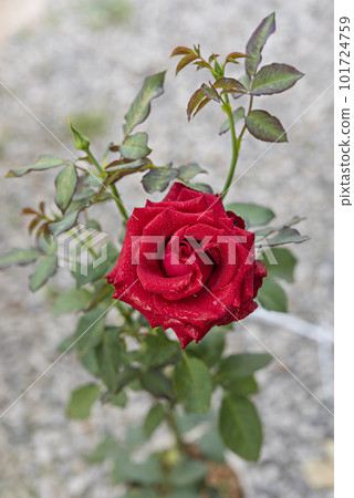 fresh red rose flower in a garden fresh red rose flower in a garden 101724759
