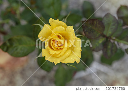 fresh rose flower in a garden fresh rose flower in a garden 101724760