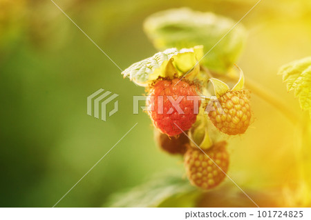 Ripe Raspberry Next To Unripe One. Close Up View On Raspberries. Growing Organic Berries. Genetically Modified Food Concept. Difference Between Genetically Modified Foods And Natural 101724825