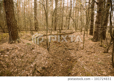 Old Abandoned World War II Trenches In Forest Since Second World War In Belarus. Early Spring or Autumn Season Old Abandoned World War II Trenches In Forest Since Second World War In Belarus. Early Spring or Autumn Season 101724831