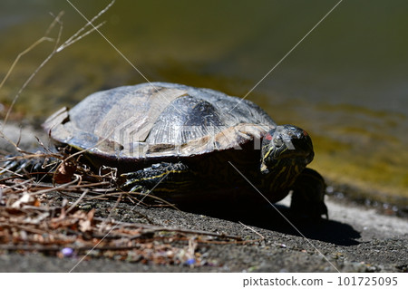 Red-eared slider Kamakura City Meotoike Red-eared slider Kamakura City Meotoike 101725095