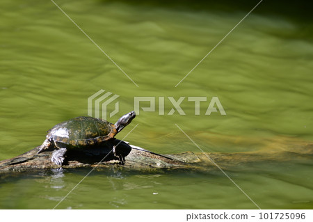 Red-eared slider Kamakura City Meotoike 101725096