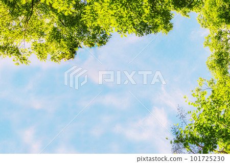 新鮮的綠色和藍色天空背景 101725230