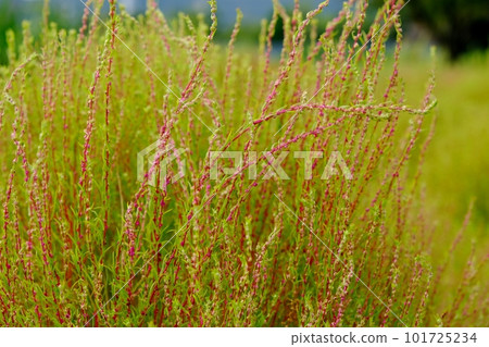 初秋地膚開始由綠轉紅 初秋地膚開始由綠轉紅 101725234