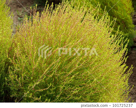 初秋地膚開始由綠轉紅 101725237