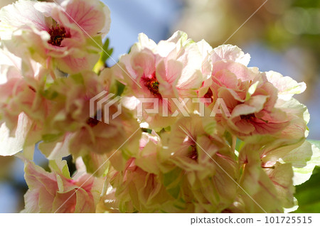 櫻花 Ukonzakura (Ukonzakura) 在信濃川 Yasuragi 堤岸盛開 101725515