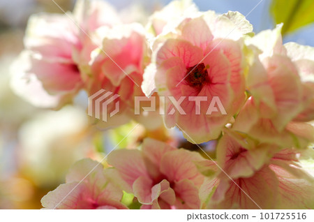 Cherry Blossoms Ukonzakura (Ukonzakura) in cosmetic bloom along the Shinano River Yasuragi embankment 101725516