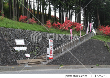 金尾山入口,杜鵑花最佳觀賞時間(埼玉縣大里郡寄居町) 金尾山入口,杜鵑花最佳觀賞時間(埼玉縣大里郡寄居町) 101725739