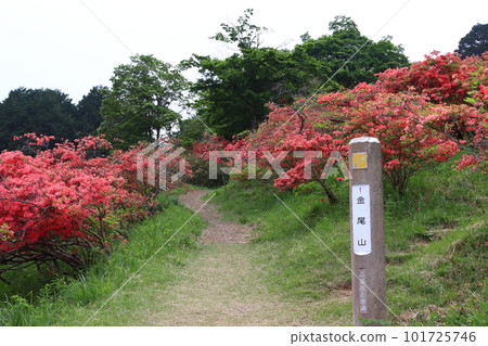 Kanao Mountain Rhododendron (Yorii Town, Osato District, Saitama Prefecture) 101725746