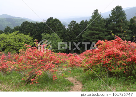 金尾山杜鵑花(埼玉縣大里郡寄居町) 金尾山杜鵑花(埼玉縣大里郡寄居町) 101725747