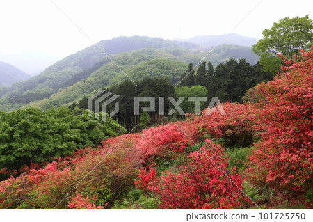 Kanao Mountain Rhododendron (Yorii Town, Osato District, Saitama Prefecture) Kanao Mountain Rhododendron (Yorii Town, Osato District, Saitama Prefecture) 101725750