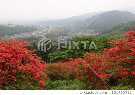金尾山杜鵑花(埼玉縣大里郡寄居町) 金尾山杜鵑花(埼玉縣大里郡寄居町) 101725752