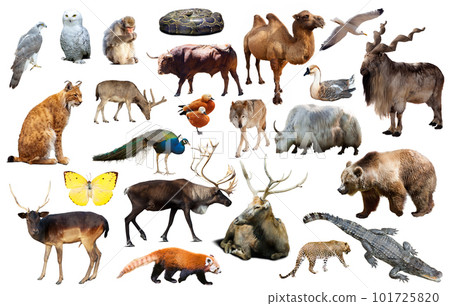 asia animals isolated asia animals isolated 101725820