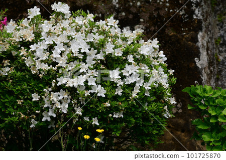 Azalea Kamakura Buddhist event Azalea Kamakura Buddhist event 101725870