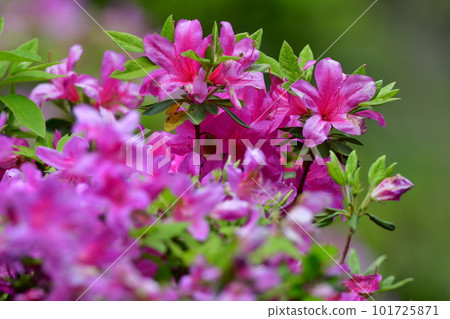 Azalea Kamakura Buddhist event 101725871