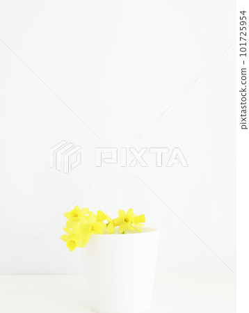 Daffodil in a white cup Daffodil in a white cup 101725954