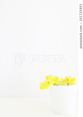 在一個白色杯子的水仙花 在一個白色杯子的水仙花 101725955