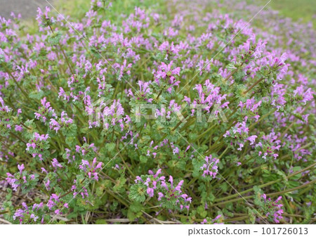 Clumps of hotokenoza blooming in a spring field Clumps of hotokenoza blooming in a spring field 101726013