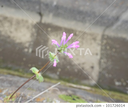 Blooming in the fields of spring 101726014