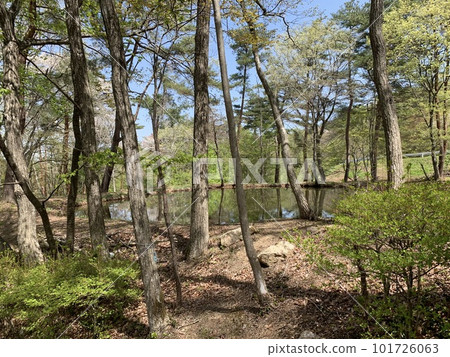 pond surrounded by trees 101726063