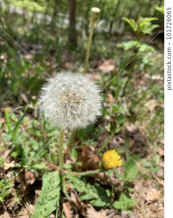 Dandelion fluff takes off 101726065