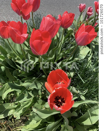 路邊盛開的紅色鬱金香 路邊盛開的紅色鬱金香 101726070