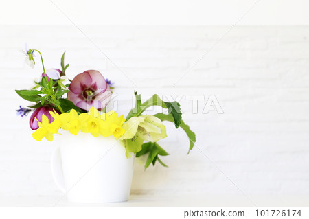 White background Christmas rose, indoors, white background, background White background Christmas rose, indoors, white background, background 101726174