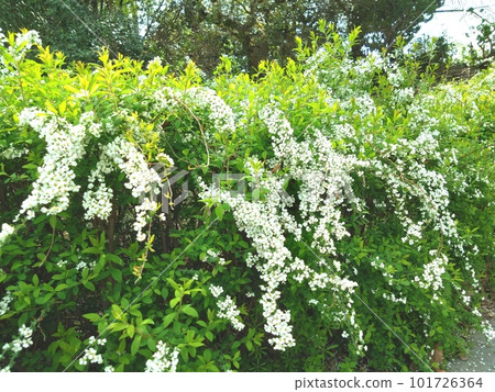 small white flowers along the road 101726364