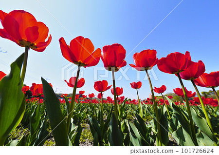 Red tulip 101726624