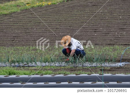 Farmer who grows crops 101726691