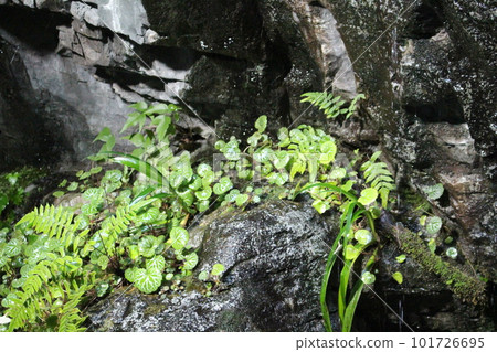 The water droplets on the rock are Megumi! ! The water droplets on the rock are Megumi! ! 101726695