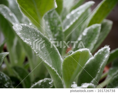 Rumsuier's leaves 101726738