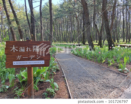 International Seaside Entrance Plaza Garden of Sun through Trees 101726797