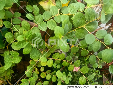 Green Leaves of Ma Jia Zi Plant Green Leaves of Ma Jia Zi Plant 101726877