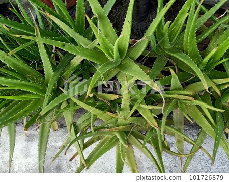 Close up of the aloe vera plant  101726879