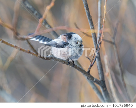 European long-tailed tit, latin name Aegithalos caudatus. A bird sitting on a branch in a deciduous forest. European long-tailed tit, latin name Aegithalos caudatus. A bird sitting on a branch in a deciduous forest. 101726940