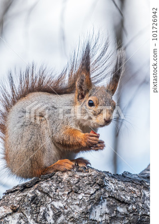 The squirrel with nut sits on a branches in the spring or summer. The squirrel with nut sits on a branches in the spring or summer. 101726942