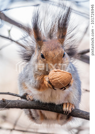 The squirrel with nut sits on a branches in the spring or summer. The squirrel with nut sits on a branches in the spring or summer. 101726946
