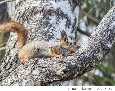 The squirrel with nut sits on a branches in the spring or summer. 101726959
