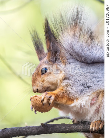 The squirrel with nut sits on a branches in the spring or summer. 101726967