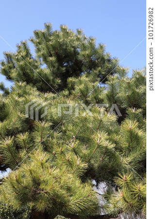 Pine shines in the blue sky 101726982