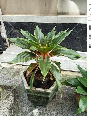 Cornstalk Dracena Plant in Pot on Concrete Floor  101727004