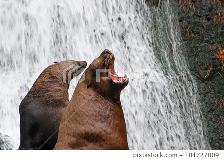 Sea lion with its mouth wide open 101727009