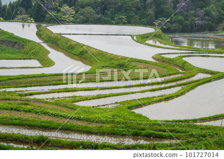 兵庫縣矢布市別谷的水稻梯田 101727014