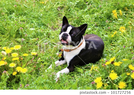 一隻微笑著躺在蒲公英花田裡的可愛波士頓梗♡Mighty君 一隻微笑著躺在蒲公英花田裡的可愛波士頓梗♡Mighty君 101727256