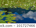 The sky and clouds reflected on the surface of the lotus pond 101727466