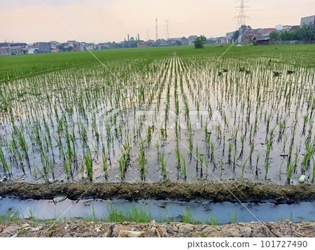 Rice field in early morning light  101727490